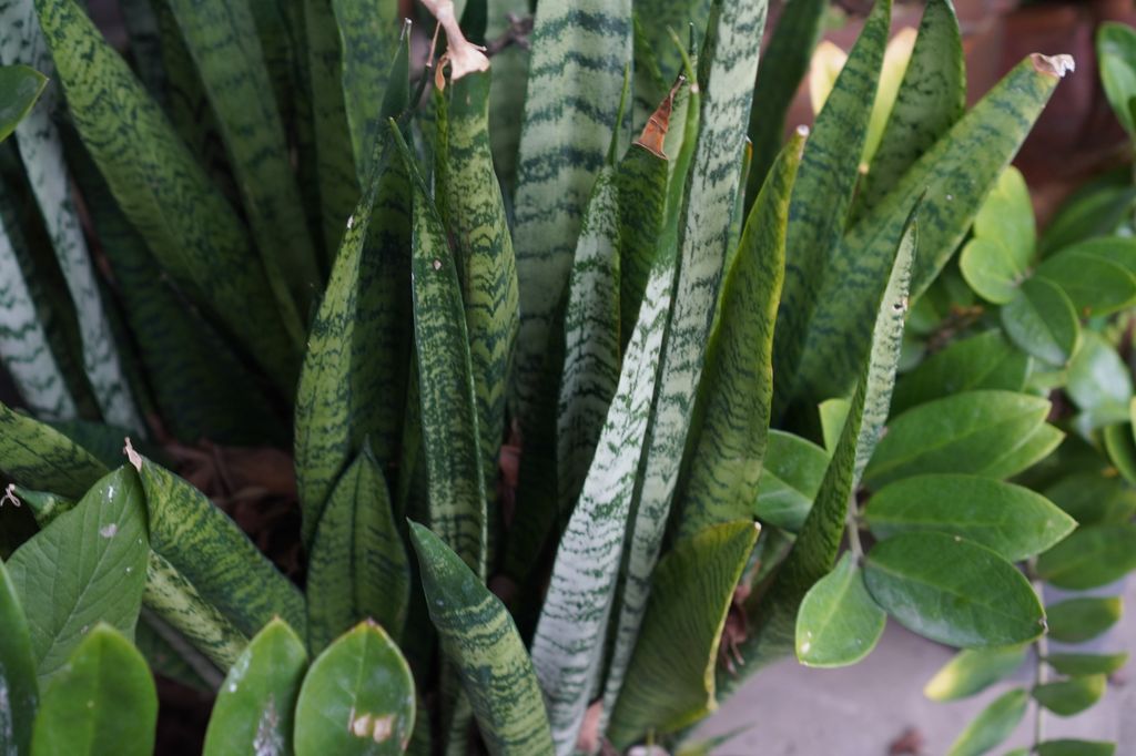 Sansevieria aethiopica Thunb