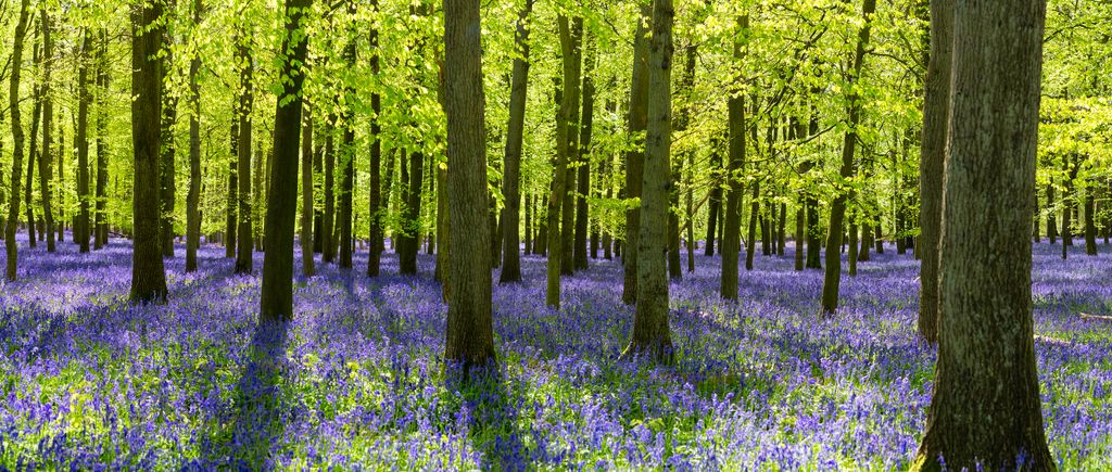 Bluebell field in an English countryside