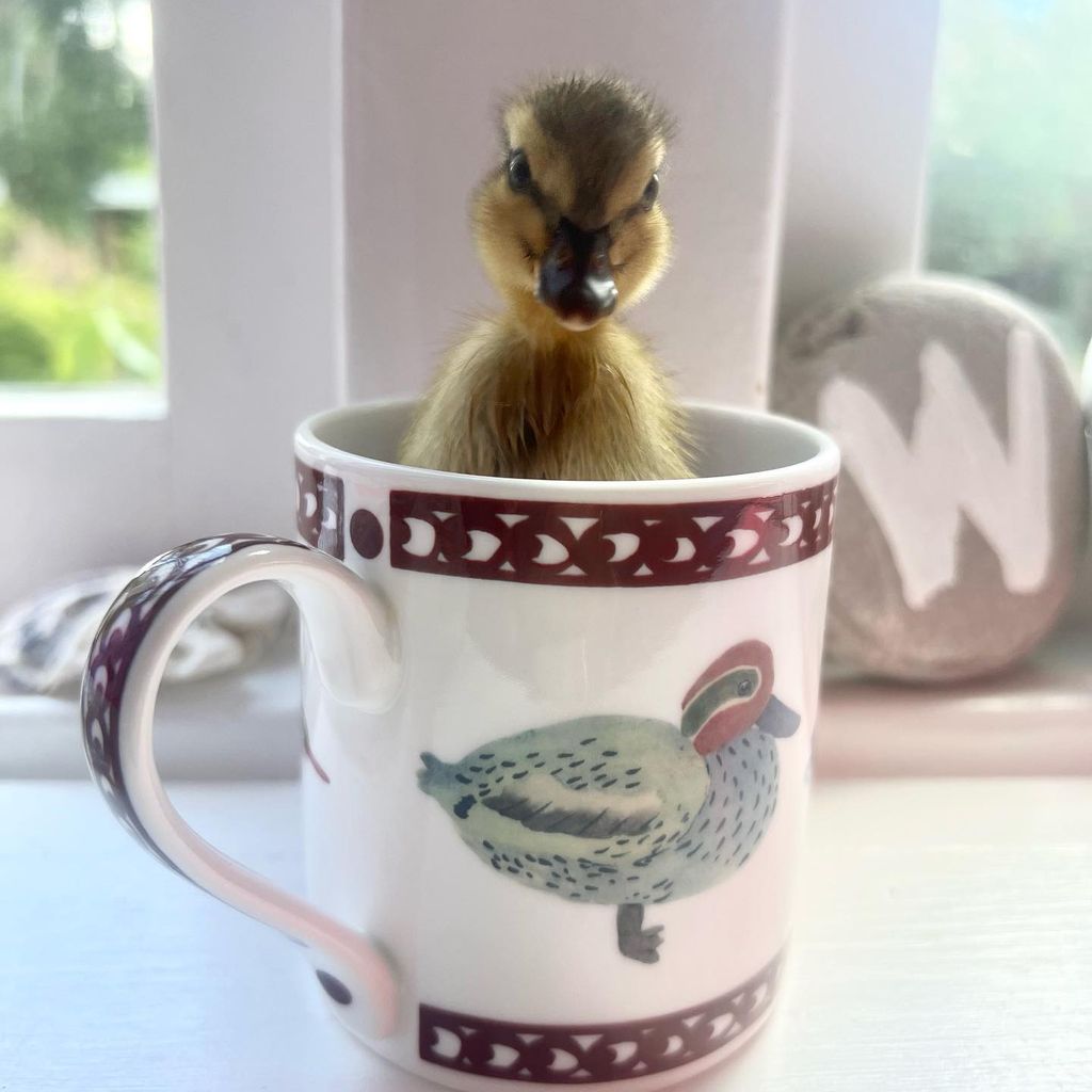 A duckling in a teacup 