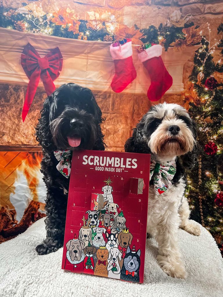 Scrumbles dog advent calendar