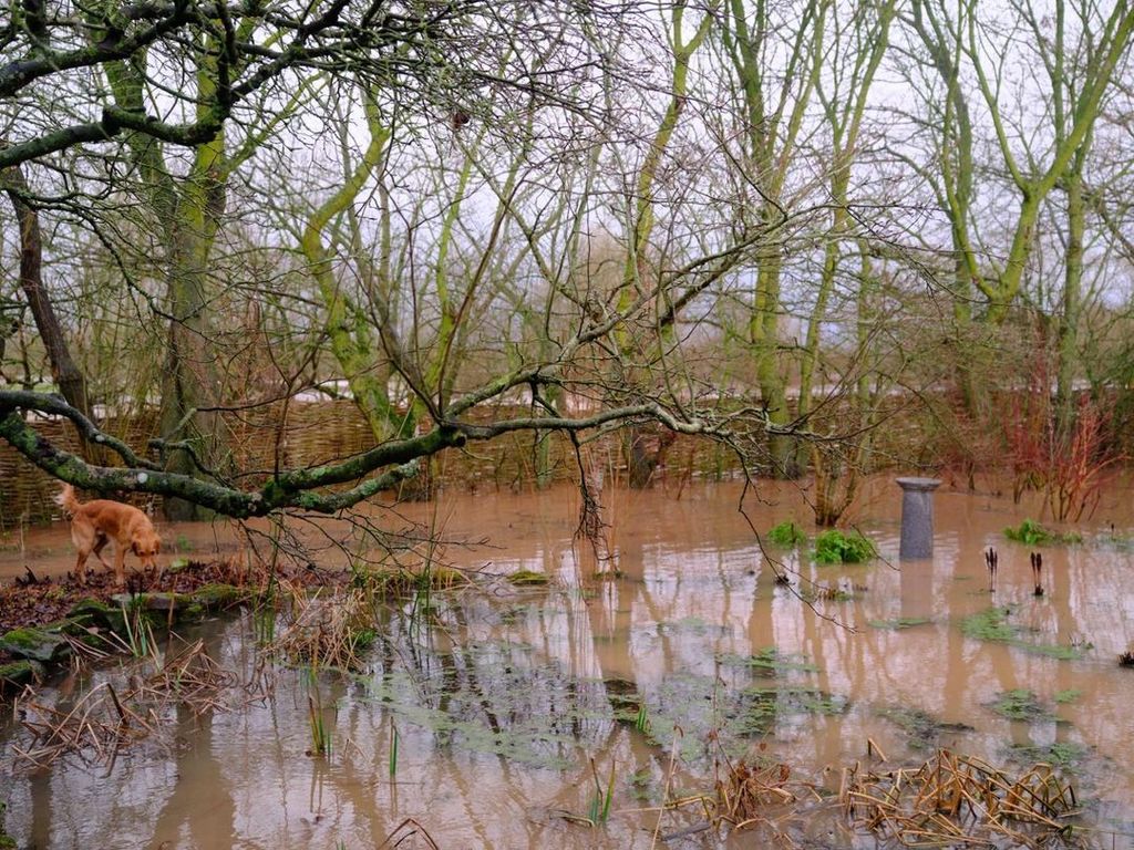 Monty Don's  flooded garden