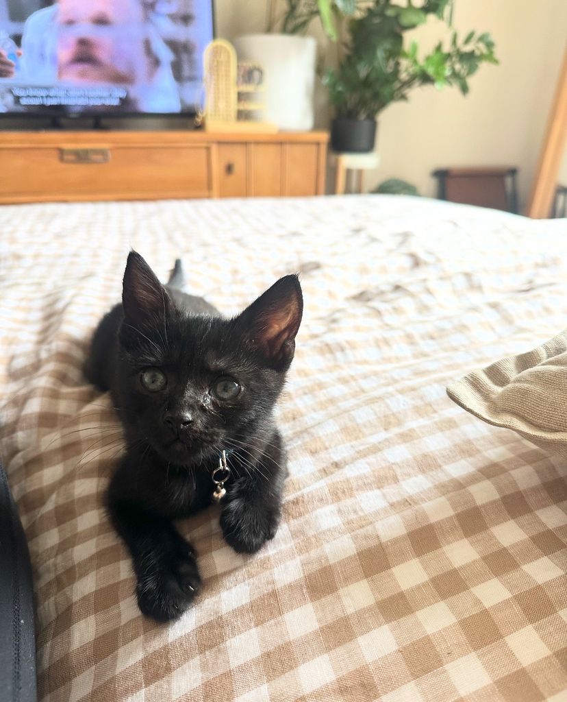 How I introduced my new kitten to my 4-year-old cat in a tiny NYC apartment