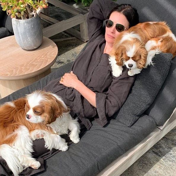 Courteney Cox sun bathing with dogs