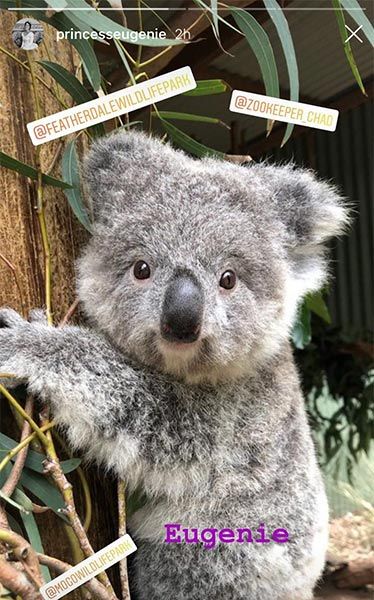 eugenie koala joey