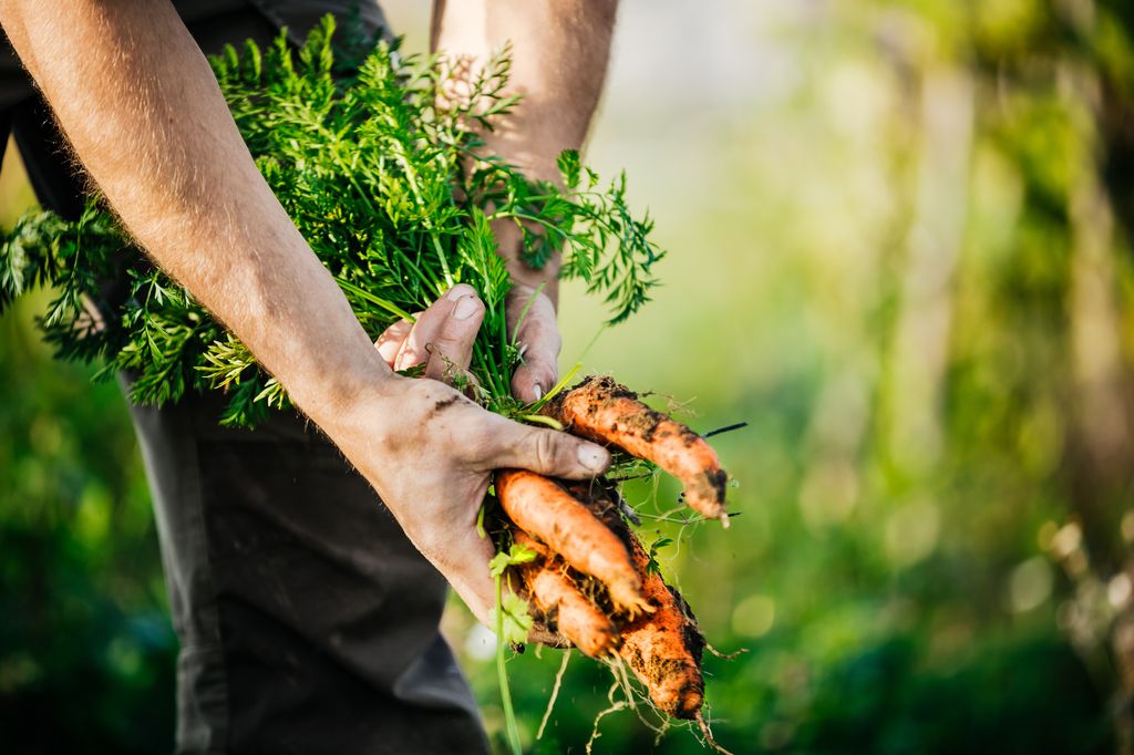 A close up of a farmer harvesting some organic carrots from a small, independant urban crop.