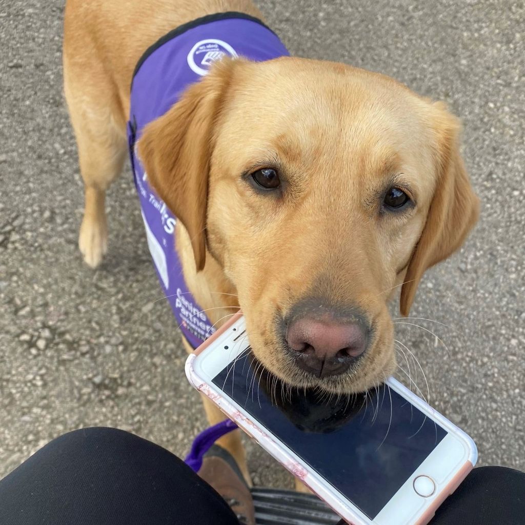 Labrador carrying a phone
