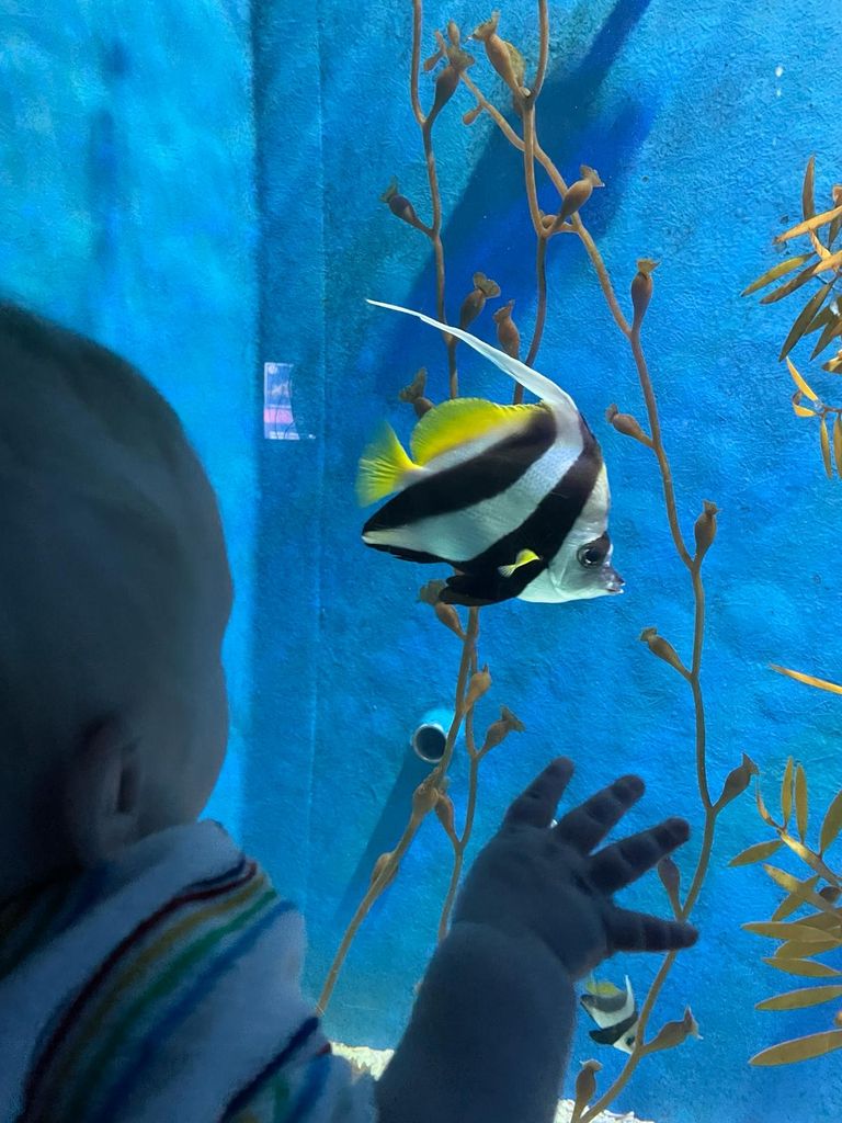 Baby teaching a fish tank