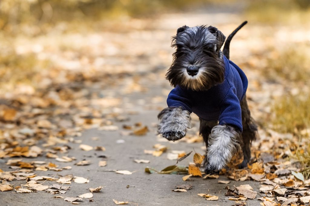 Miniature schnauzer puppy in warm clothes running along the path in the autumn park.