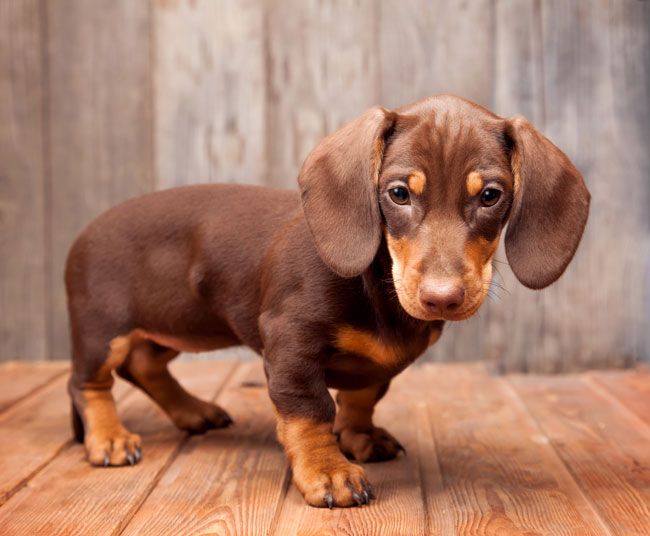 dachshund pandemic puppy