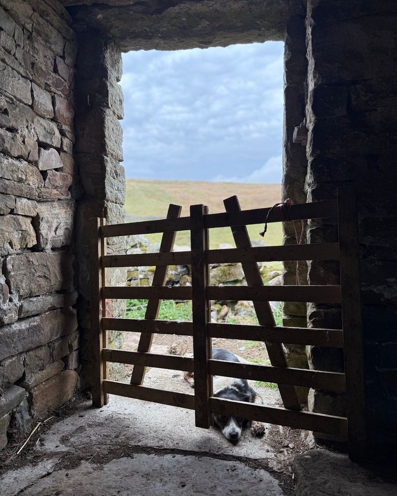 Photo of Amanda Owen's sheep dog lying in front of a gate on their farm in Yorkshire