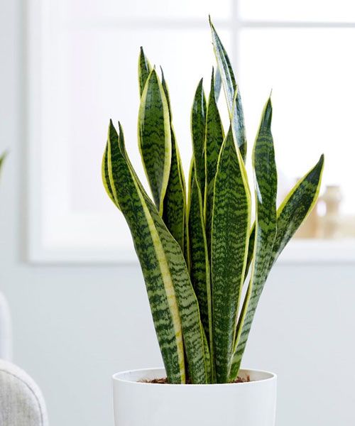 Where to buy plants during lockdown online garden centres that are