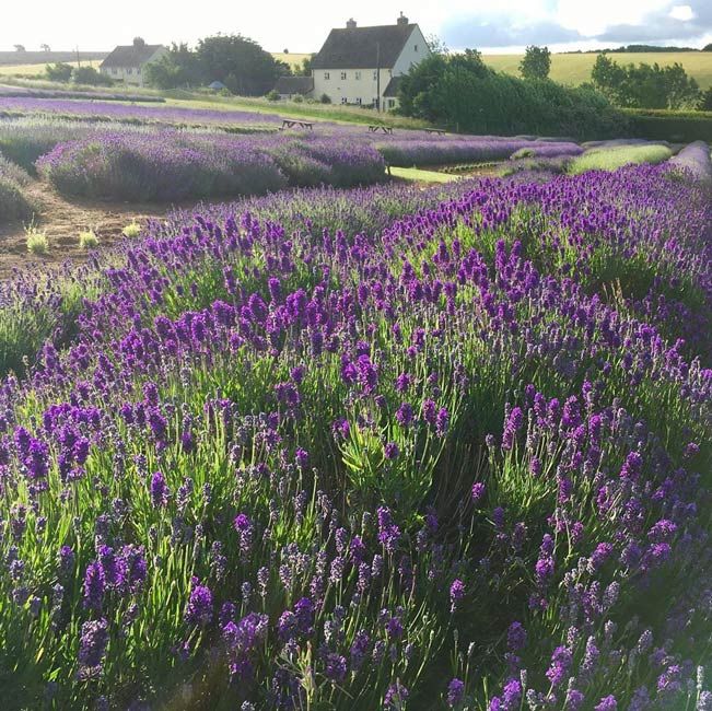 cotswolds lavender