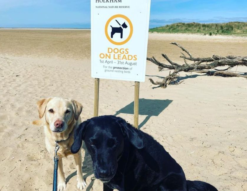 Two dogs on a beach