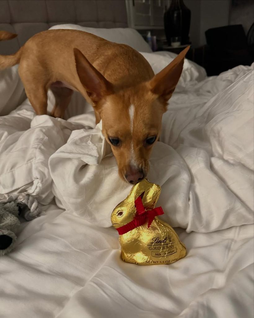 John Travolta's dog peanut on his bed inside his bedroom 