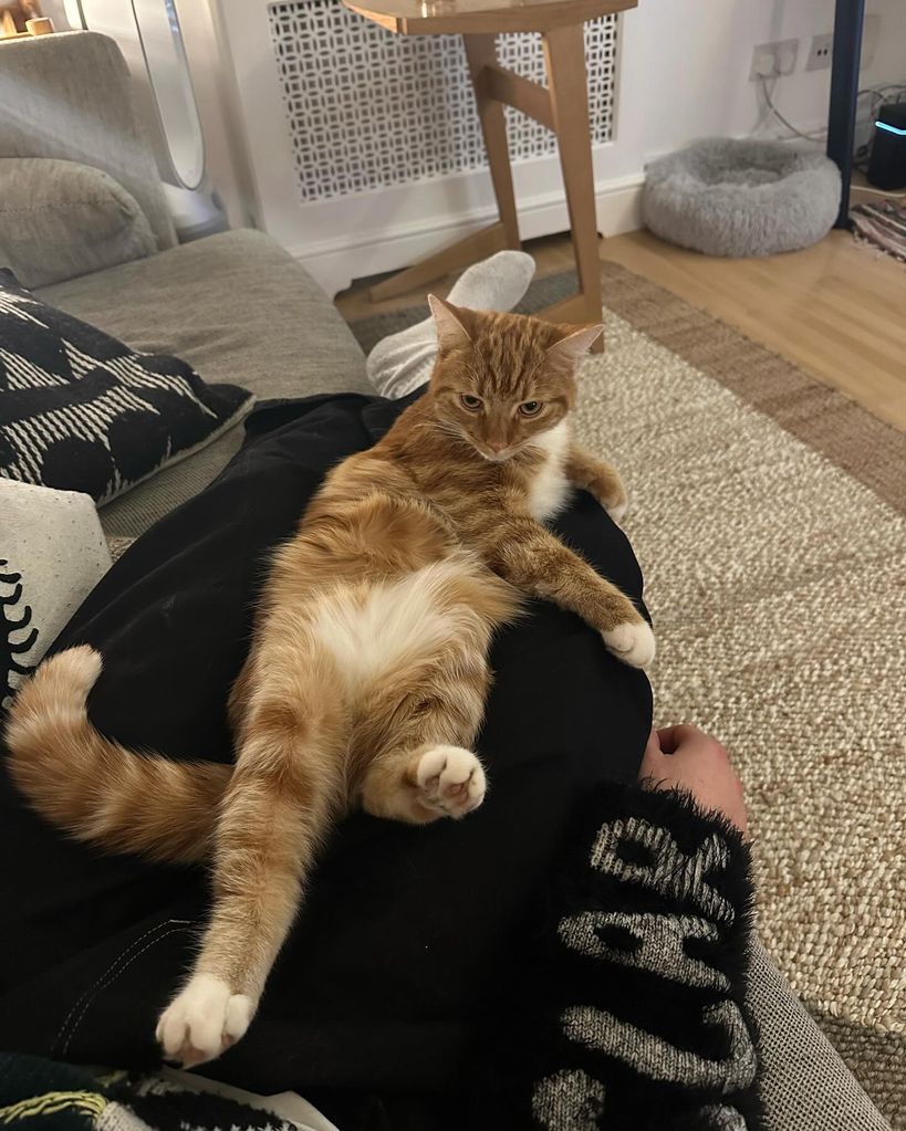 Ginger cat on man's lap at home