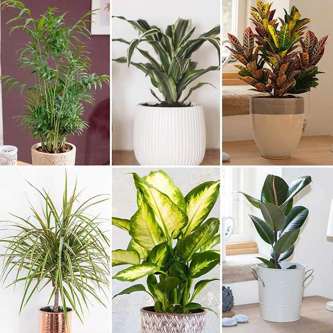 amazon house plants