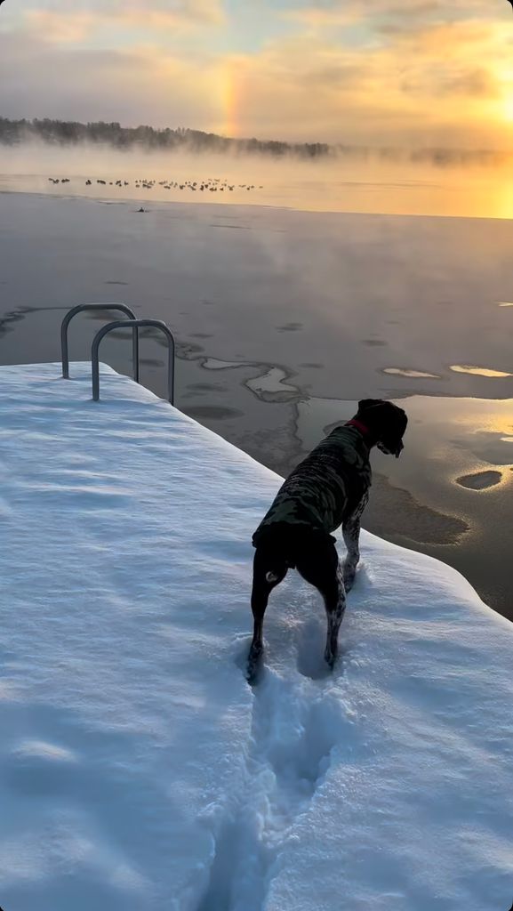 David Muir's dog Axel walks around on the snow-covered pier near his lakeside home in upstate New York, shared on Instagram Stories