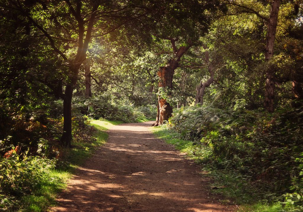 Path through Sherwood Forest