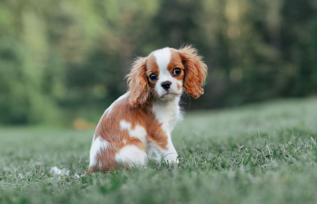 Portrait of king Charles spaniel puppy on a field
