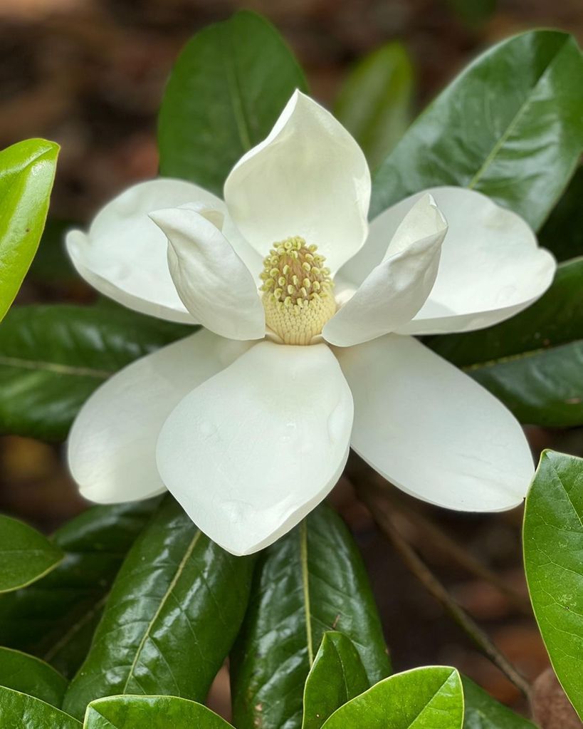 Reese Witherspoon shared a blooming magnolia plant from her garden