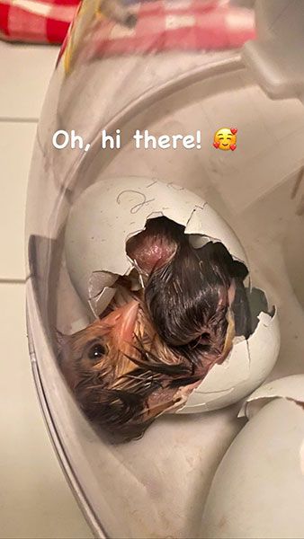 carrie underwood chicks birth video