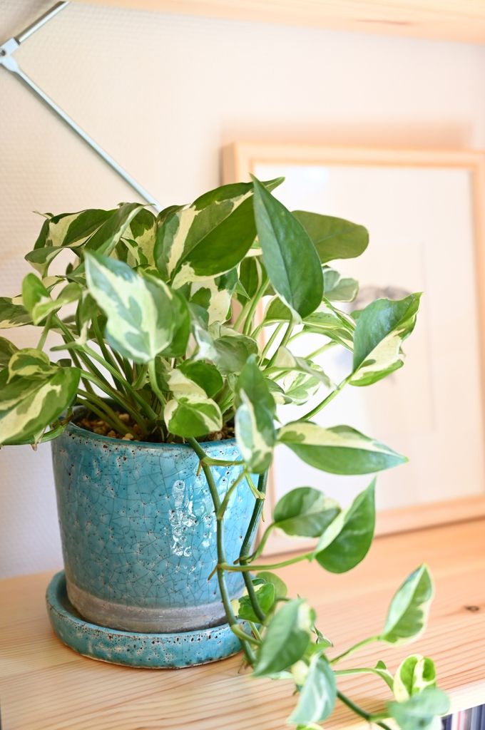 Golden pothos