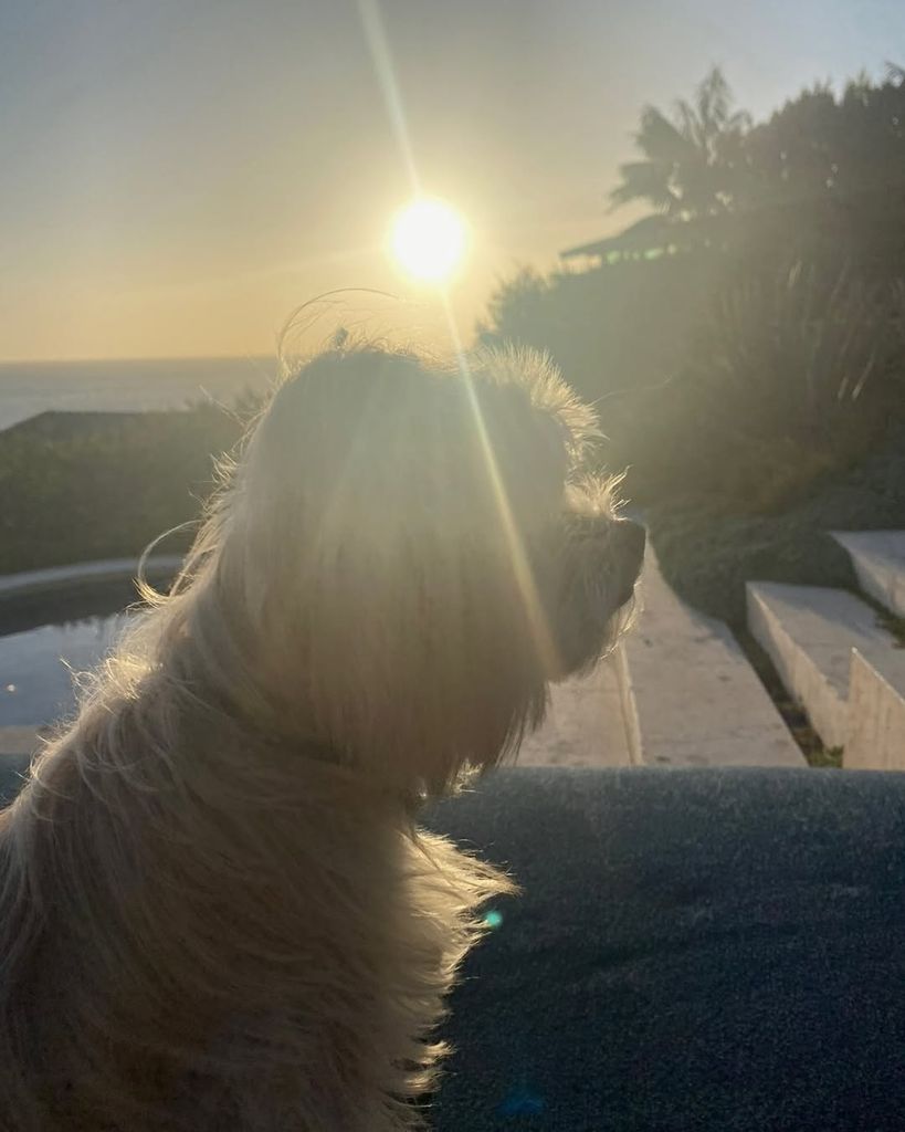 Photo of Cindy Crawford's dog in sunshine