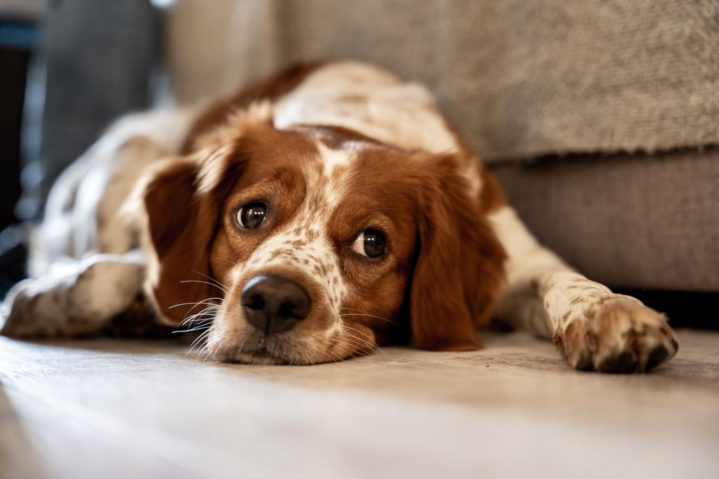 Portrait of a purebred red hair dog laying on the floor next to the sofa at home and looking sad