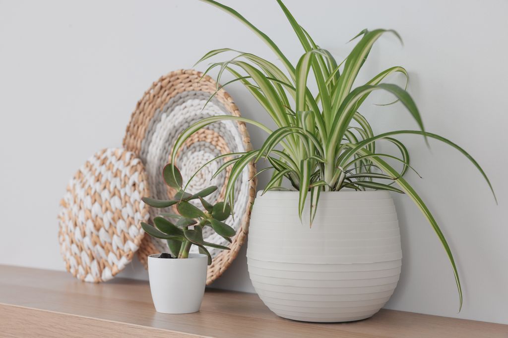 spider plant care indirect light