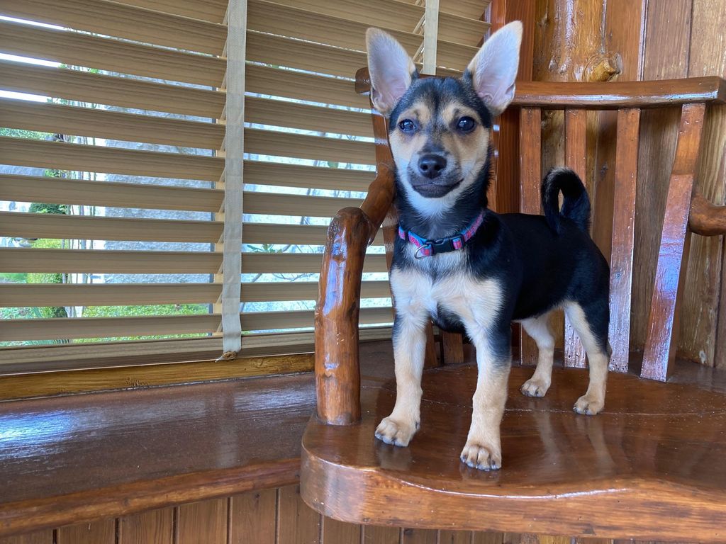 A puppy standing on a wooden chair