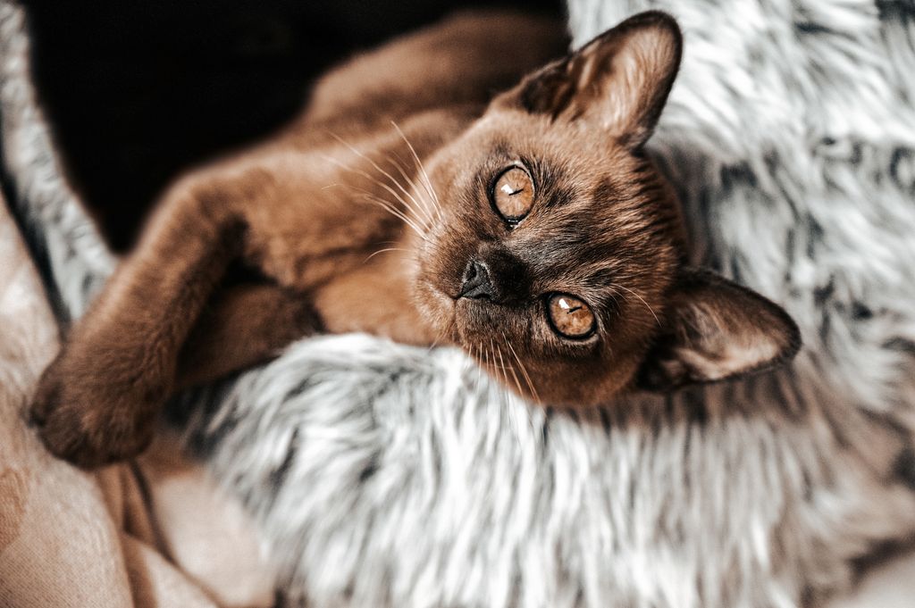 burmese cat kitten.