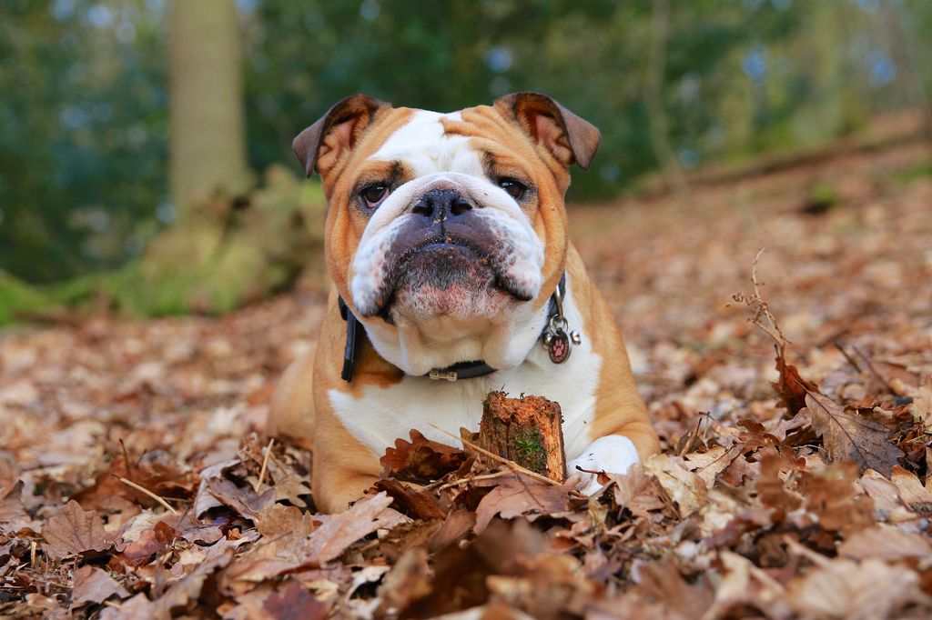 British Bulldog laying in Autumn Leaves