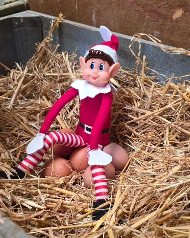 elf sitting on eggs in straw