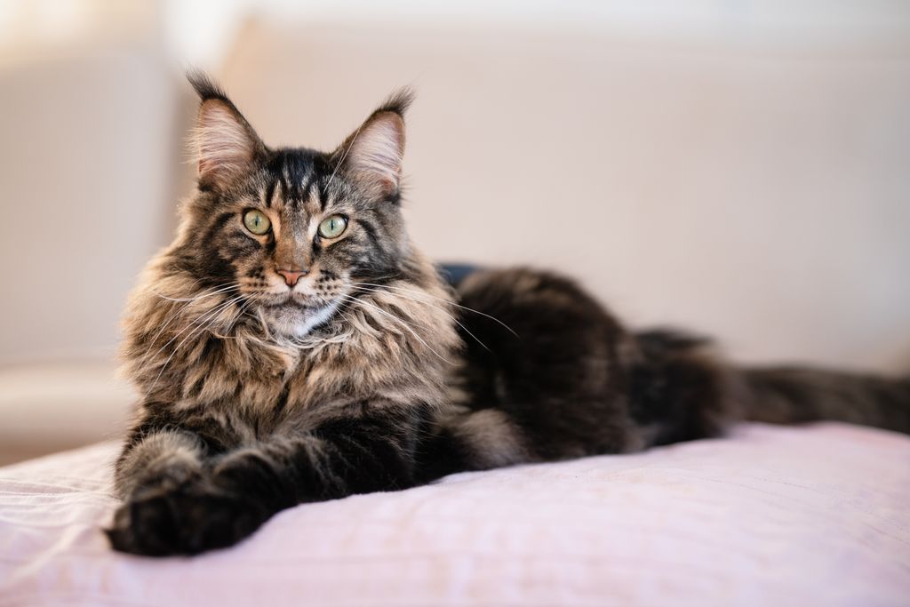 maine coon cat