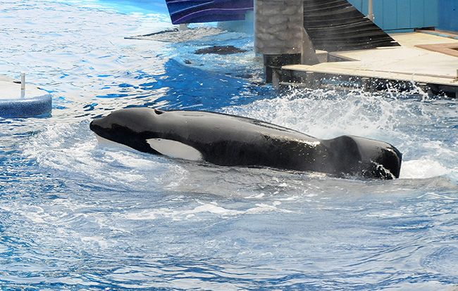 Tilikum, the orca that appeared in SeaWorld documentary Blackfish, dies