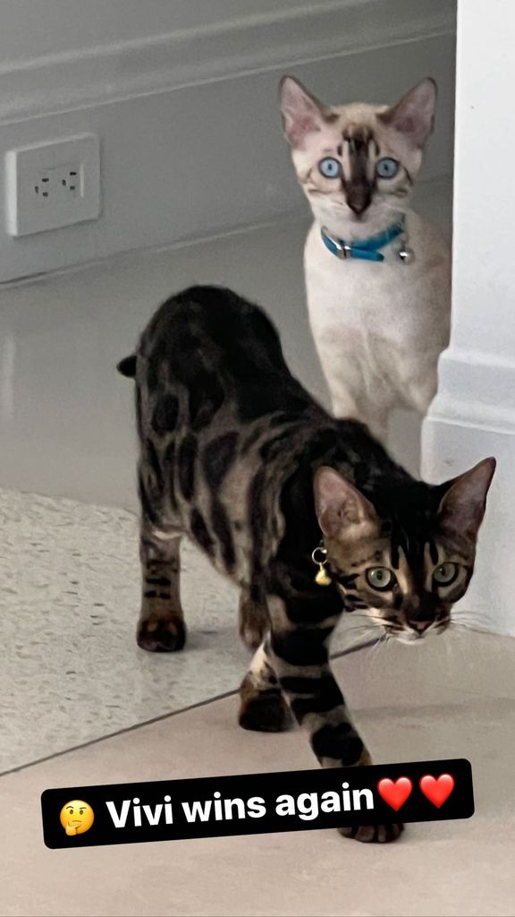 A bengal cat owned by Tom Brady walks into frame