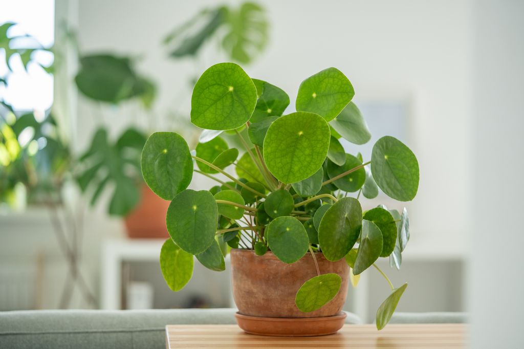 Chinese money plants are low maintenance
