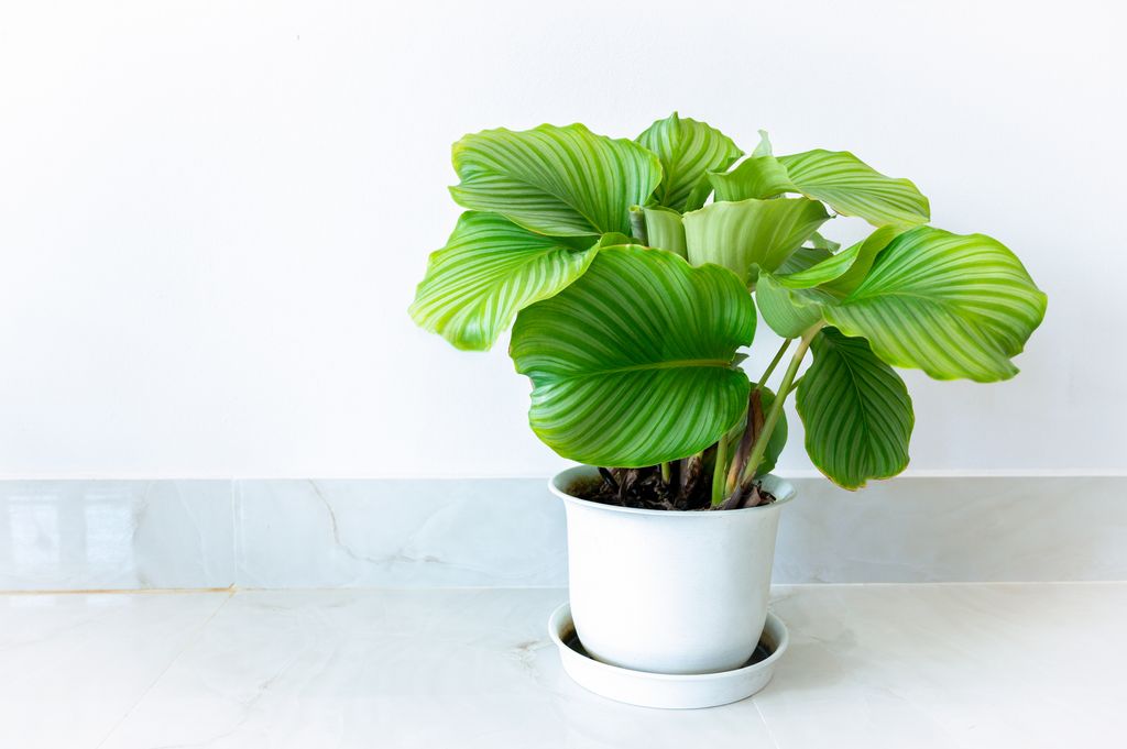 Calathea Orbifolia The leaves are in white pots, in the room decorated with white walls.