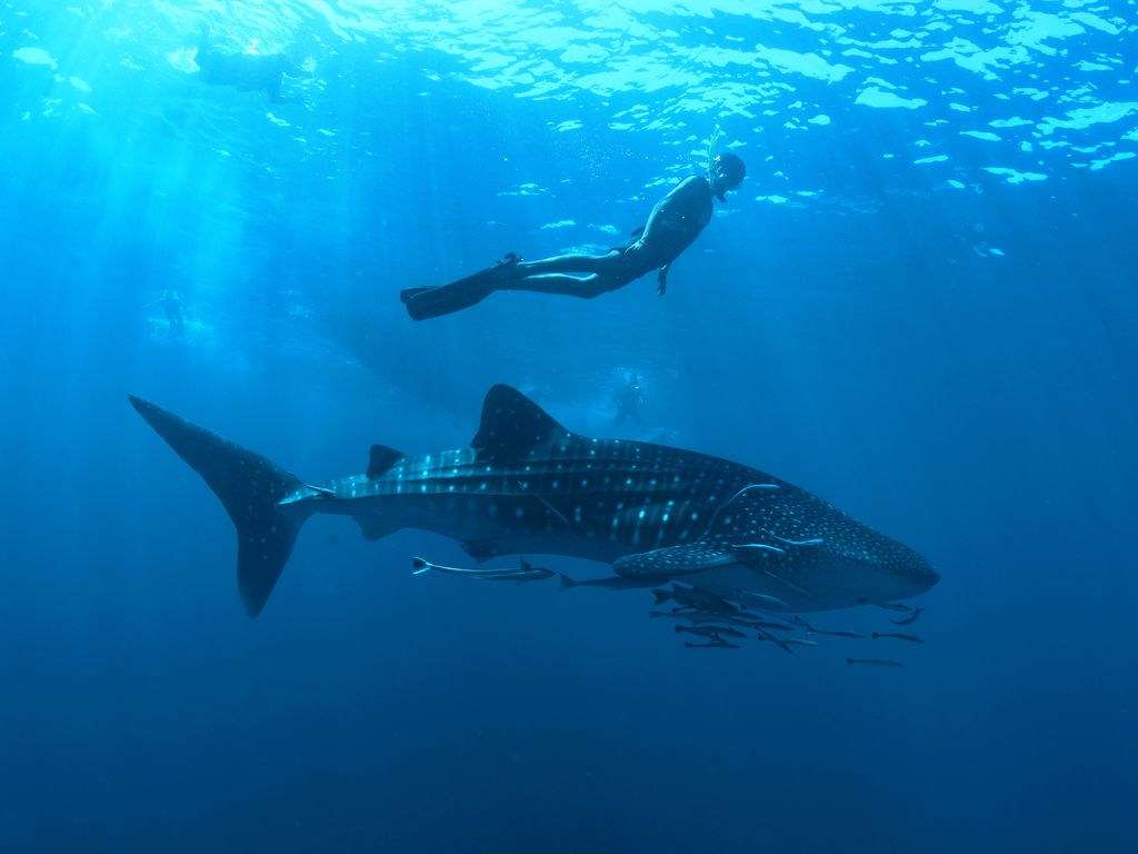 South Ari Atoll is one of the only places in the Maldives where whale sharks are present all year round