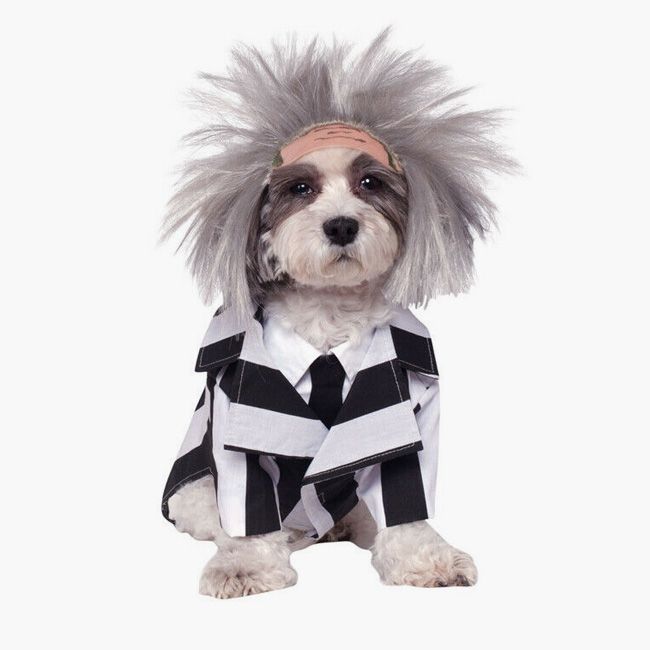 beetlejuice dog costume
