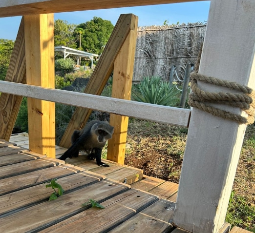 Kasa Pili in Fumba, Zanzibar - monkey terrace 