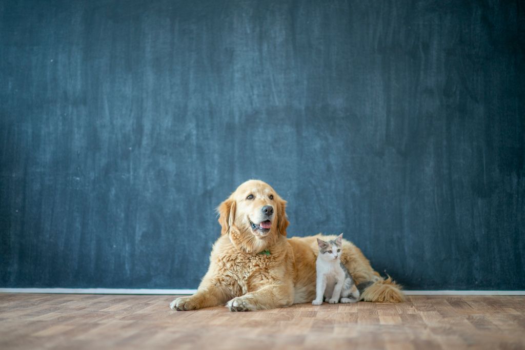 A Golden Retriever and a White and Gray cat pose together for a portrait in a studio as they await adoption.