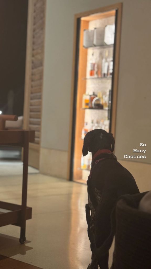 David Muir shares a photo of his home bar with his dog Axel, posted on Instagram Stories