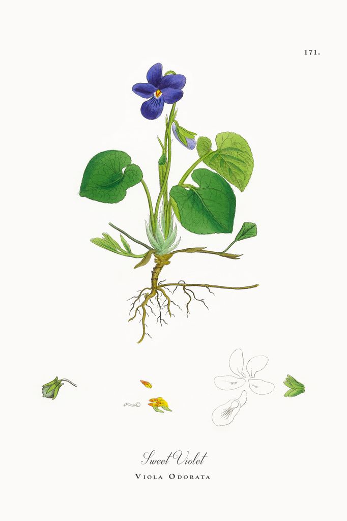  sweet violet Viola odorata flower plant illustration from 1863