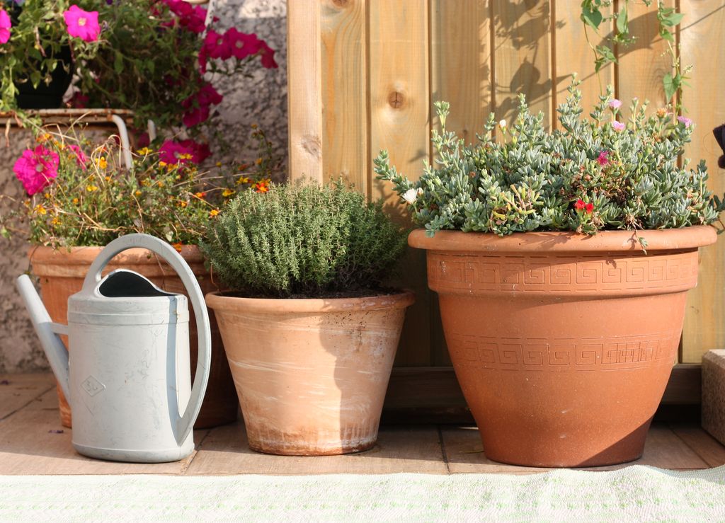 Pots are vulnerable during dry spells 