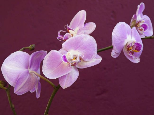 beauty benefits of orchid