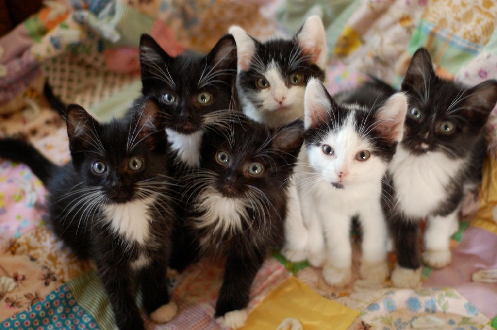 Tuxedo black and white kittens
