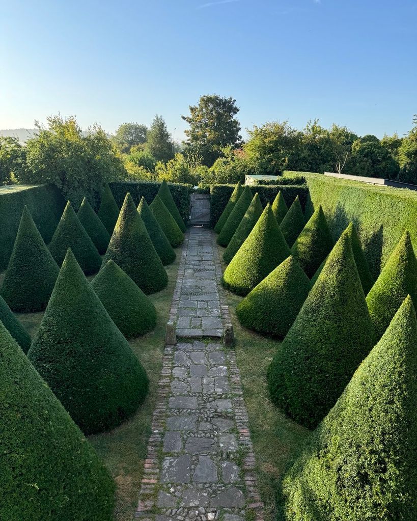 Monty Don's impressive Yew bushes