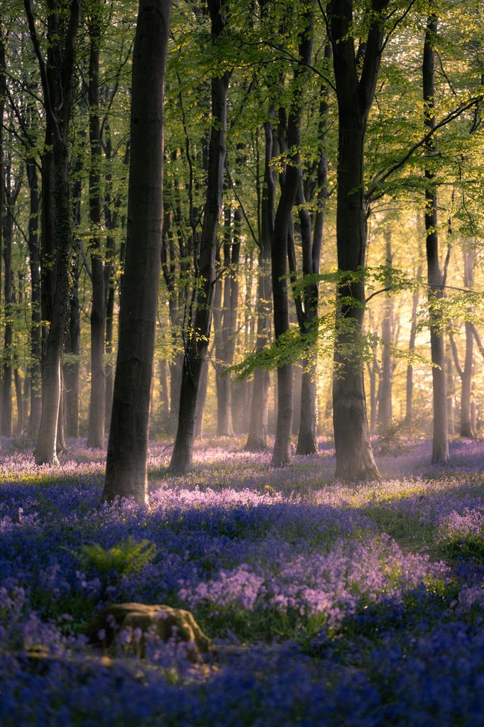 A portrait image of beams of light coming through the trees at Parnholt Wood