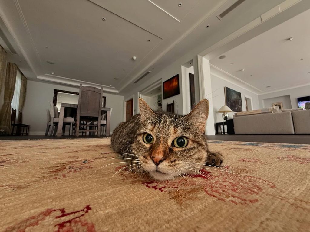 Ricky Gervais' cat Pickle at London home posing on carpet
